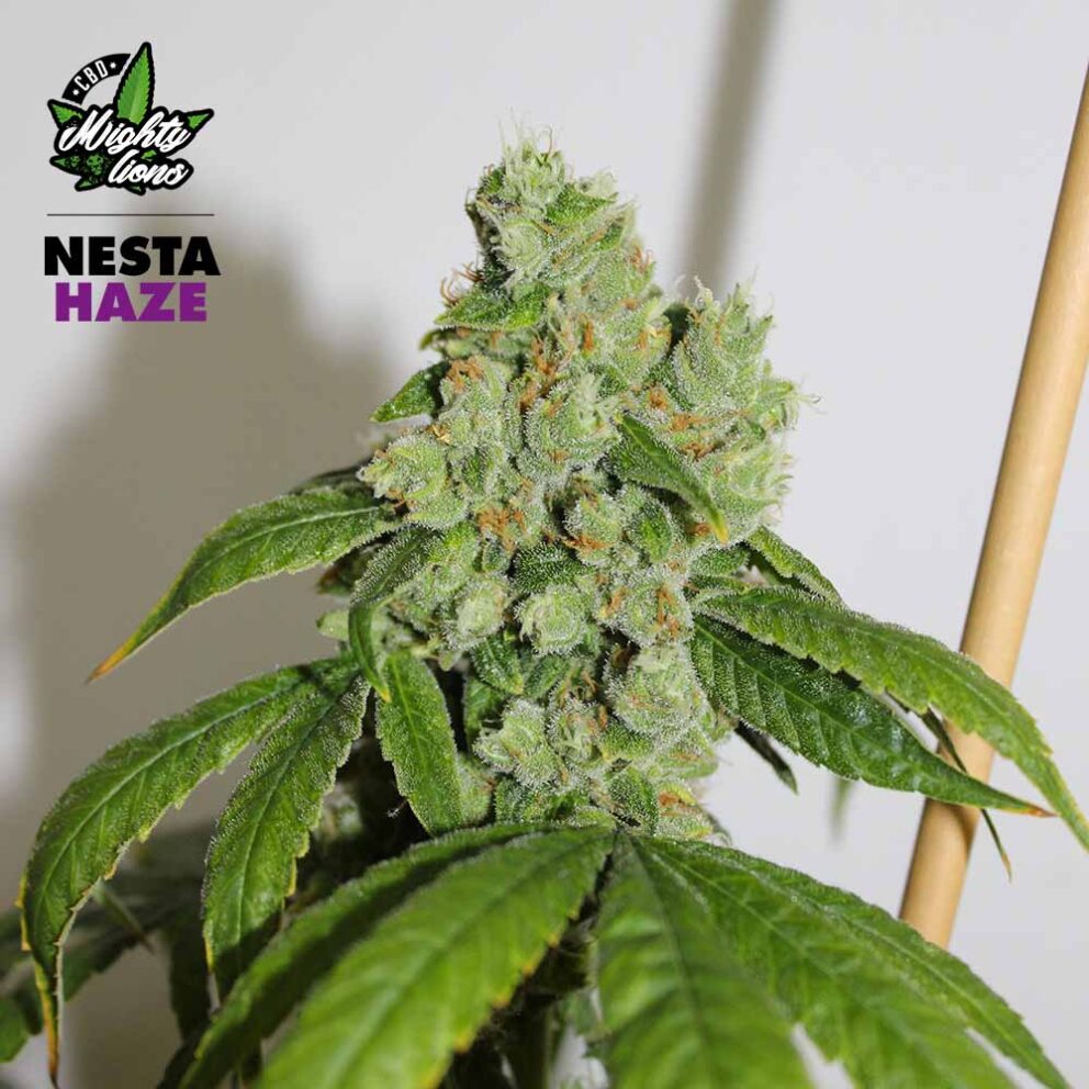 nesta haze