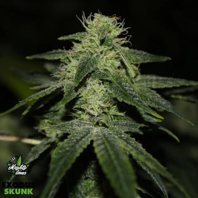 exodus skunk 3 1
