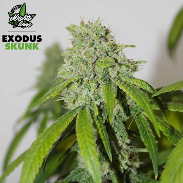 exodus skunk