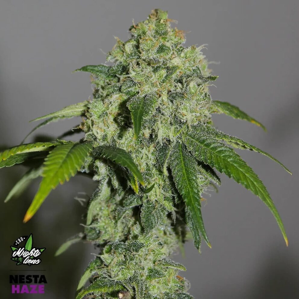 nesta haze 4 1