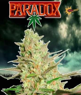 paradox nukaseeds strain