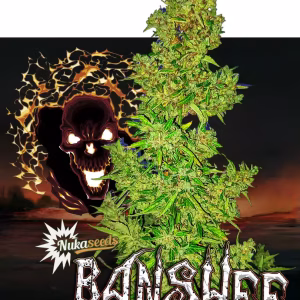 nuka seeds banshee (autoflower)