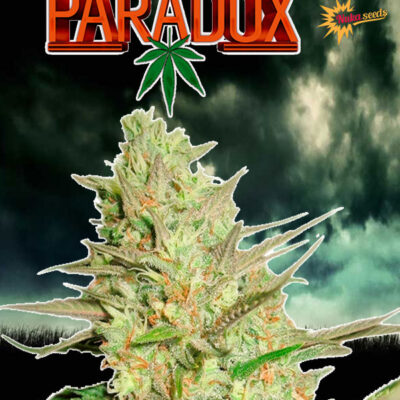 paradox nukaseeds strain