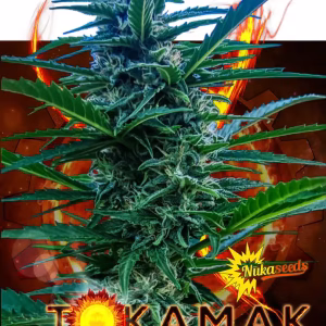 nuka seeds tokamak (autofem)