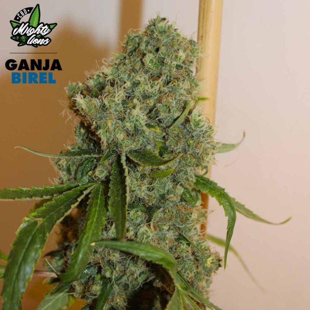 ganja birel