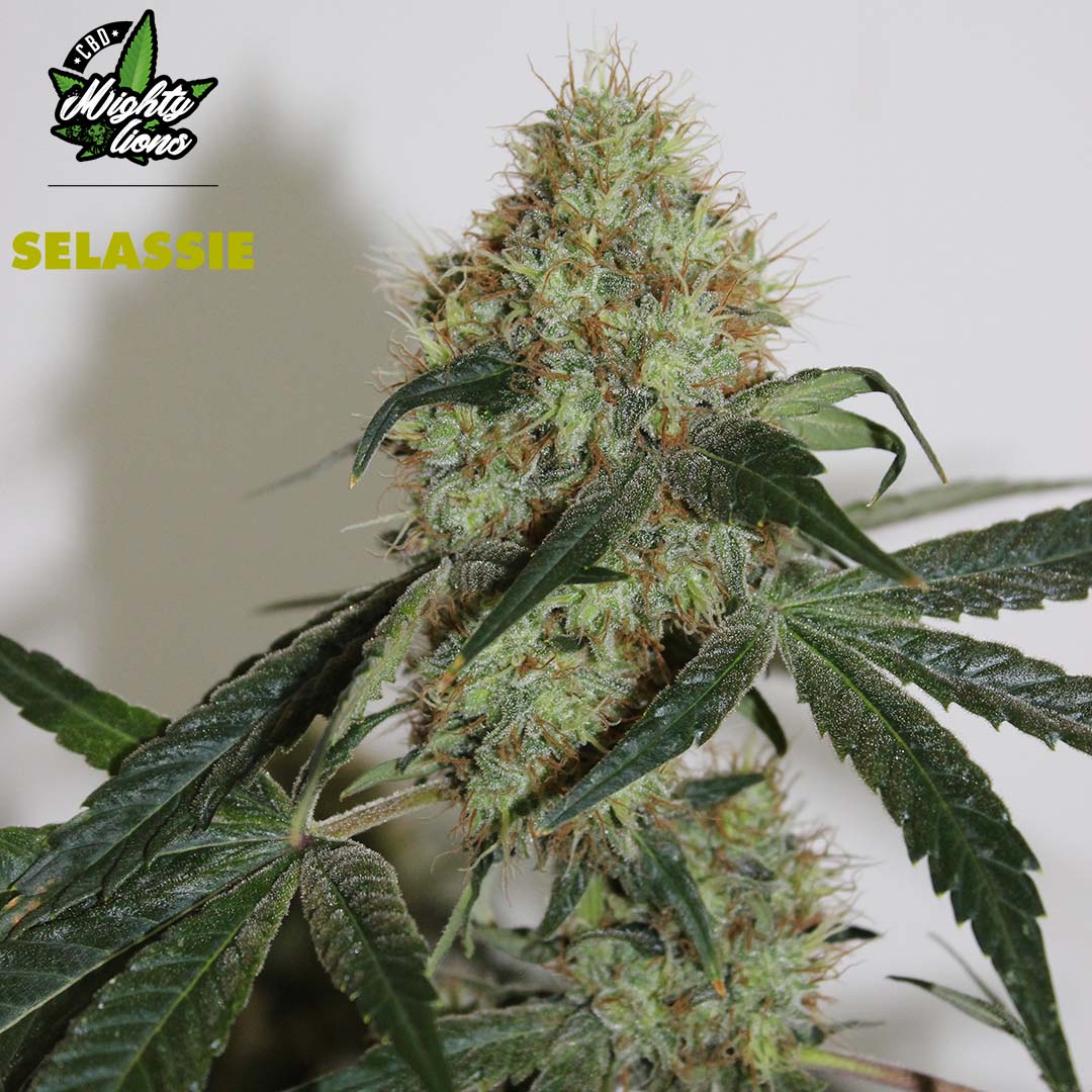 mighty-lions-cbd-selassie