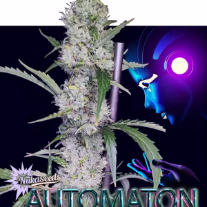 nuka seeds automaton