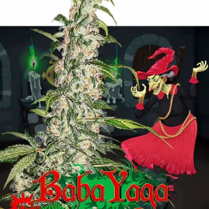 nuka seeds baba yaga