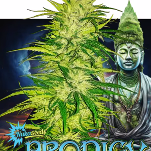 nuka seeds prodigy